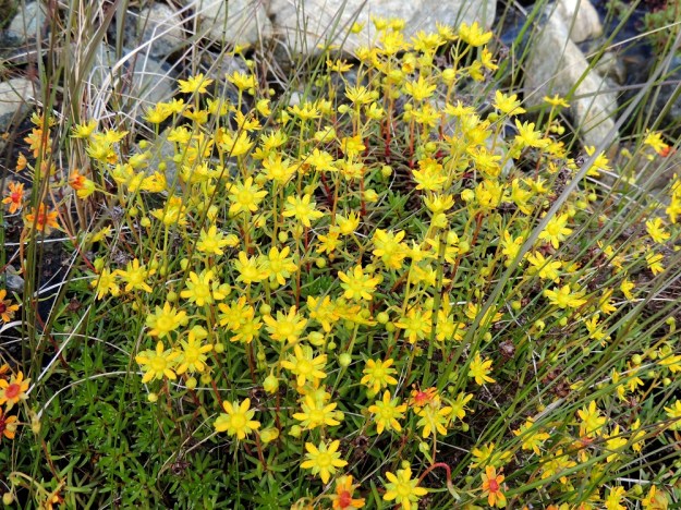 Saxifraga aizoides - kultarikko keltaisimmillaan: Terälehtien keltaisuutta täydentävät vaalean- tai kellanvihreät verholehdet ja sikiäimet. EnL, Enontekiö, Kilpisjärvi, Saanan lounainen alarinne Käsivarrentien laidassa, lettosuon reunan valuvetinen kivikkorinne, 485 m mpy, 16.7.2013. Copyright Hannu Kämäräinen.