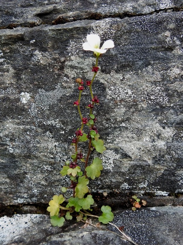 Saxifraga cernua - nuokkurikolla on pitkäruotisia ja liuskaisia tai isohampaisia tyvilehtiä sekä samantyyppisiä varsilehtiä, joiden ruoti lyhenee ja lopulta katoaa vartta ylös päin mentäessä. Varret ovat useammasta kohtaa loivasti polvekkaat. EnL, Enontekiö, Kilpisjärvi, Iso-Mallan eteläinen alarinne, Kitsijoen Kitsiputouksen seinämärinne, 655 m mpy, 9.7.2018. Copyright Hannu Kämäräinen.