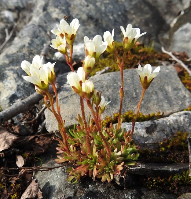 Saxifraga cespitosa - mätäsrikon liuskaisissa ruusukelehdissä on toisinaan vihreän lisäksi punasävyä. Varsilehtiä on useimmiten 1-5 ja ne ovat kierteisesti harvakseen sekä varren tavoin usein punasävyiset. Alemmat niistä ovat liuskaisia ja ylemmät yleensä liuskattomia. Pituutta varsilehdillä on noin 3-10 mm. Kukat näyttävät kiinnostavan ainakin kärpäsiä. EnL, Enontekiö, Kilpisjärvi, Saanan jyrkkä lounaisrinne, ensimmäisen, matalan pahtaseinämän yläpuolinen kalliojuotti retkeilykeskuksen kohdalla, luonnonsuojelualue, 630 m mpy, 5.7.2018. Copyright Hannu Kämäräinen.