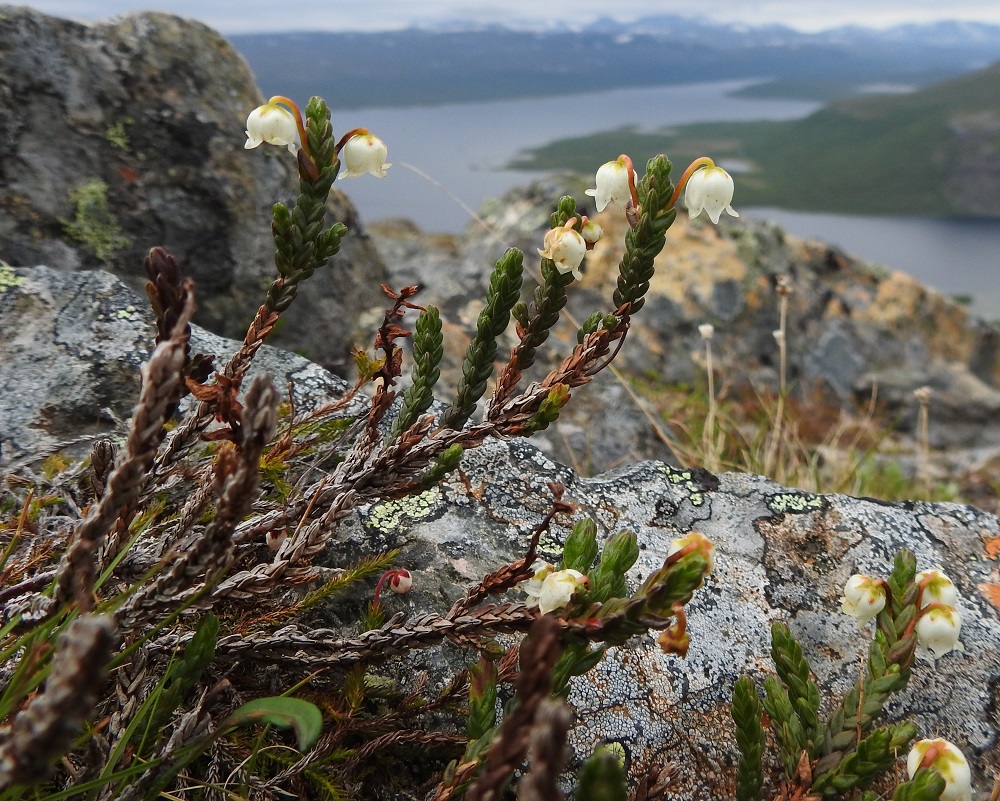 Cassiope tetragona - liekovarpion varren alempien osien lehdet ovat harmaat, hilseilevät ja kuolleet, mutta pysyvät vuosia varisematta. Ylempänä on kuolleita tai kuolevia kellertäviä ja ruskeita lehtiä. Ylempien vuosiversojen lehdet pysyvät elävinä noin 2-3 vuotta. Liekovarpion tyvellä on kuvassa myös tunturisammalvarpion, Harrimanella hypnoides, varsia ja yksi kukka. Taustalla näkyy Kilpisjärvi. EnL, Enontekiö, Kilpisjärvi, Saana, luoteisrinne lähellä lounaista pahtaseinämää, 745 m mpy, 5.7.2018. Copyright Hannu Kämäräinen.