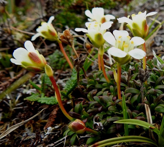 Diapensia lapponica - lapinuuvanan kukkaperä on tavallisesti 5-30 mm pitkä. Siinä on usein yksi noin 3-7 mm pitkä, kukintolehti. Erillisiä verholehtiä on yleensä viisi. Ne ovat pitkänpyöreät ja noin 5-6 mm pitkät. Verholehtien alapuolella on kolmen suojuslehden muodostama lisäverhiö. Suojuslehdet ovat verholehtien kaltaisia mutta hieman niitä pienempiä. Toisinaan yksi niistä sijaitsee selvästi muiden alapuolella kukkaperällä. EnL, Enontekiö, Kilpisjärvi, Saana, luoteisrinne lähellä lounaista pahtaseinämää, 745 m mpy, 5.7.2018. Copyright Hannu Kämäräinen.