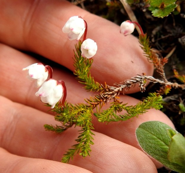 Harrimanella hypnoides (Cassiope hypnoides) - tunturisammalvarpio on rento, runsas-, hento- ja lyhythaarainen varpu, jonka lehdet ovat talvehtivia. Sen pituus haaroineen on tavallisesti noin 5-10 cm. EnL, Enontekiö, Kilpisjärvi, Saana, luoteisrinne lähellä lounaista pahtaseinämää, 720 m mpy, 5.7.2018. Copyright Hannu Kämäräinen.