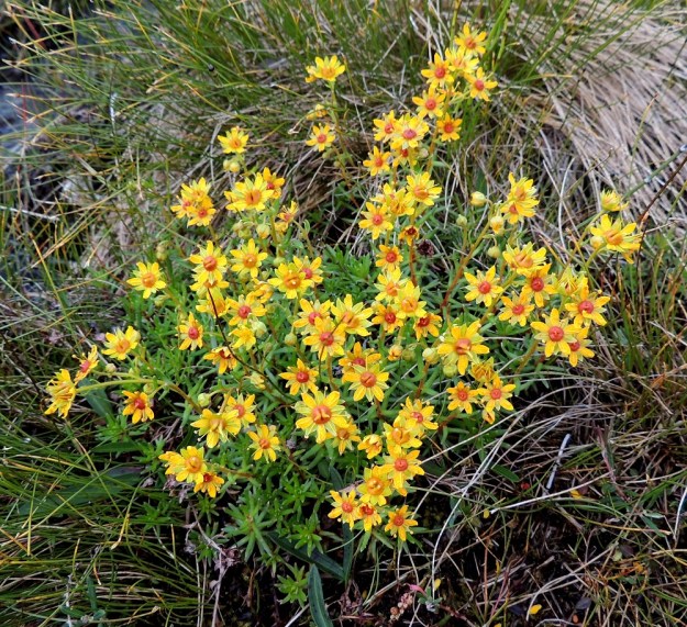 Saxifraga aizoides - kultarikon tässä värikombinaatiossa lisäsävyä tuovat punaiset sikiäimet, jotka pölytyksen jälkeen taittuvat oranssiin päin. EnL, Enontekiö, Kilpisjärvi, Saanan lounainen alarinne Käsivarrentien laidassa, lettosuon reunan valuvetinen kivikkorinne, 485 m mpy, 16.7.2013. Copyright Hannu Kämäräinen.