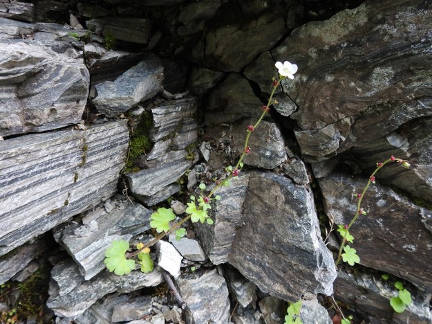 Saxifraga cernua - nuokkurikko ujuttaa ja kasvattaa juurikimppunsa useimmiten vähän kilpailtuihin kallionhalkeamiin ja kivenkoloihin. Kasvupaikka voi olla ulkonäöltään hyvinkin karu, kuten kuvassa, mutta ohuiden juurien pitää tavoittaa kallioperästä liukenevaa ja kasvuun tarvittavaa kalkkia. EnL, Enontekiö, Kilpisjärvi, Iso-Mallan eteläinen alarinne, Kitsijoen Kitsiputouksen seinämärinne, 655 m mpy, 9.7.2018. Copyright Hannu Kämäräinen.