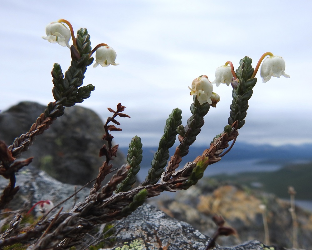 Cassiope tetragona - liekovarpion lehdet peittävät varren tiiviisti, limittäin ja varrenmyötäisesti. Ne ovat ristikkäin vastakkaisesti. Näin lehdet muodostavat varrelle neljä jonoa tehden verson nelisärmäiseksi ja suomalaisen sukunimensä mukaisesti liekomaiseksi. Varret ovat pitkäikäisiä ja voivat elää parikymmentäkin vuotta. EnL, Enontekiö, Kilpisjärvi, Saana, luoteisrinne lähellä lounaista pahtaseinämää, 745 m mpy, 5.7.2018. Copyright Hannu Kämäräinen.