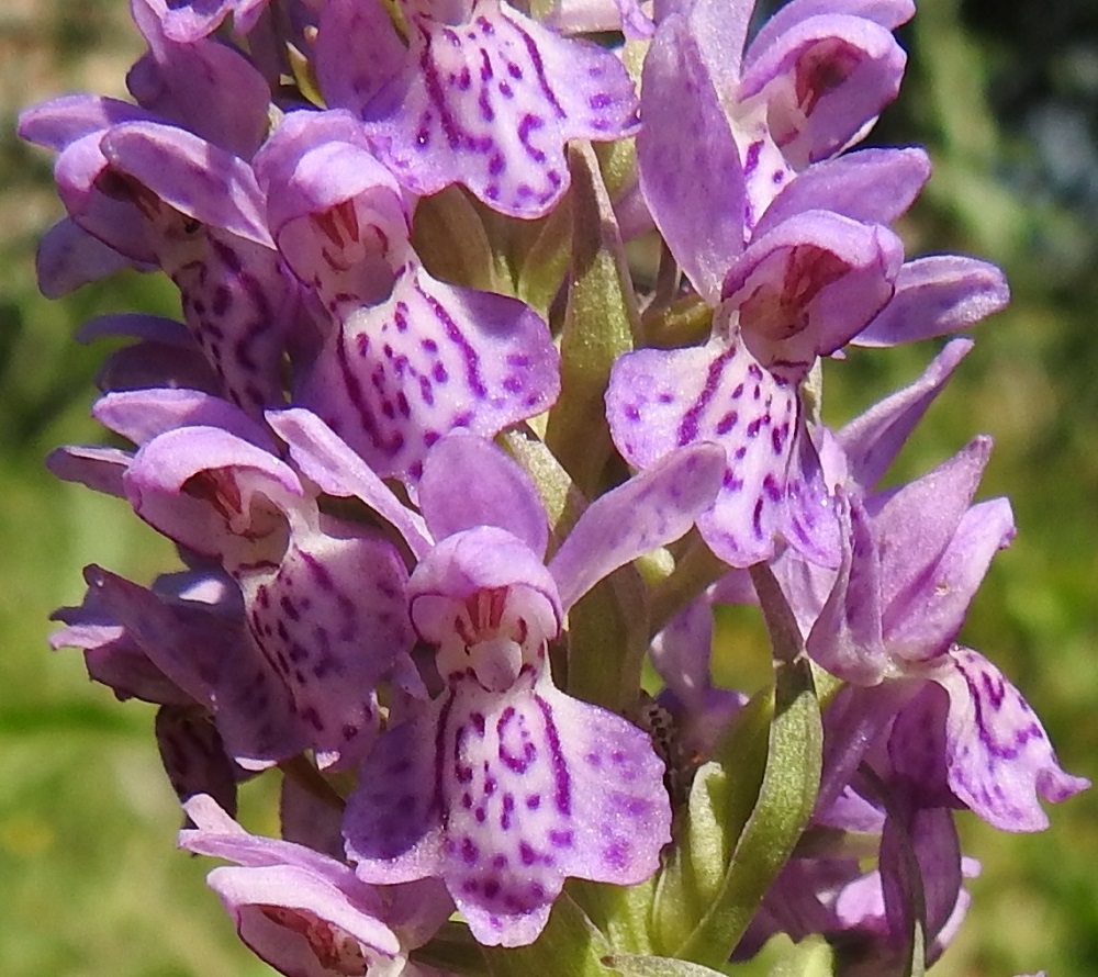 Dactylorhiza baltica - baltiankämmekän kukan hetiö ja emiö ovat yhdistyneet siitintukuksi, jossa on yksi hede ja kaksi toimivaa luottia. Emin yläpuolelle nousevan ponnen siitepöly on kahtena myhkynä, jotka näkyvät kehälehtien muodostaman katoksen alta. Huulen tyvellä näkyy kannuksen suuaukko, jonka yläpuolella ovat kaksi emin luottia ja niiden välissä ulkonevaksi keulaksi muuntunut kolmas luotti. 27.6.2020. Copyright Hannu Kämäräinen.