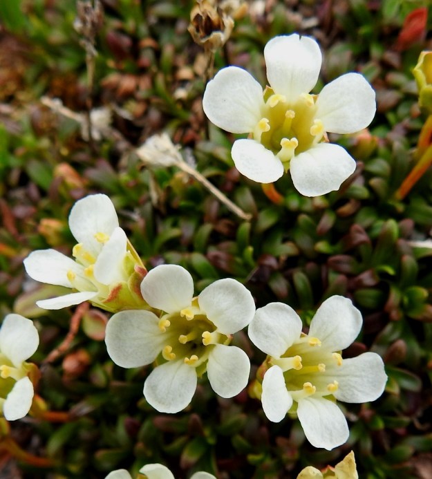 Diapensia lapponica - lapinuuvanan teriö on tyveltään yhdiskasvuinen ja yleensä noin 8-10 mm pitkä. Terälehtiä on viisi ja ne ovat pyöreähköt ja tyveä kohti kapenevat. Vapaa kärkiosa on tavallisesti noin 4-5 mm pitkä ja noin 3-4 mm leveä. Teriö on noin kaksi kertaa verholehtiä pitempi. Heteitä on viisi ja niiden palho on tyvestään teriöön kiinnikasvanut. Emiö on yksivartaloinen ja lyhyesti kolmiluottinen. EnL, Enontekiö, Kilpisjärvi, Saana, luoteisrinne lähellä lounaista pahtaseinämää, 745 m mpy, 5.7.2018. Copyright Hannu Kämäräinen.