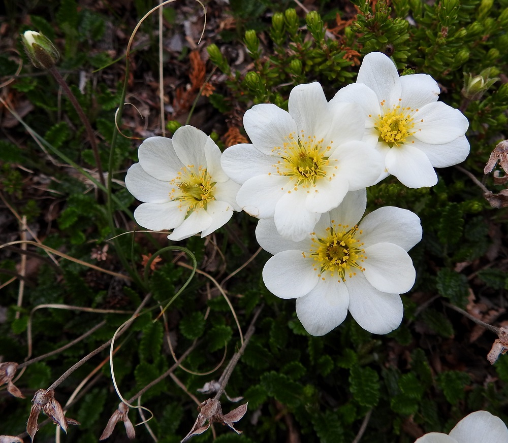Dryas octopetala - tunturilapinvuokon heteitä on paljon ja ne ovat keltaisia sekä noin 5-7 mm pitkiä. Myös emilehtiä on paljon. Ne näkyvät kukan keskellä tiiviinä kimppuna. Edellisen kasvukauden kukkaperät ja osia verhiöistäkin ovat säilyneet kuivuneena talven yli. EnL, Enontekiö, Kilpisjärvi, Saana, lounaisrinne, ensimmäisen, matalan pahtaseinämän yläpuolinen, jyrkkä avokallioalue tunturikoivikkorinteessä, retkeilykeskuksen kohdalla, 630 m mpy, 5.7.2018. Copyright Hannu Kämäräinen.