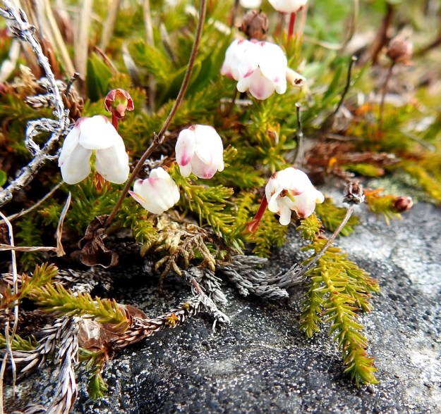 Harrimanella hypnoides (Cassiope hypnoides) - tunturisammalvarpion pölytetyn kukan hedelmyksen alkaessa paisua verholehdet kääntyvät alaspäin ja työntävät tarpeettomaksi käyneen yhdislehtisen teriön irti. EnL, Enontekiö, Kilpisjärvi, Saana, luoteisrinne lähellä lounaista pahtaseinämää, 720 m mpy, 5.7.2018. Copyright Hannu Kämäräinen.