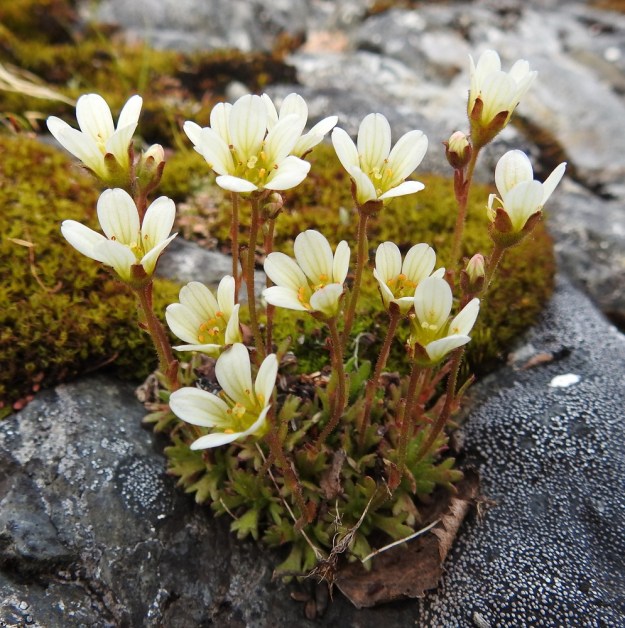 Saxifraga cespitosa - mätäsrikon kukka on tavallisesti noin 8-12 mm leveä. Verhiö on vahva ja ahtaan kellomainen, joten terälehdet jäävät yläviistoiksi. Ne yltävät pitkälle verhiönliuskojen yläpuolelle. EnL, Enontekiö, Kilpisjärvi, Saanan jyrkkä lounaisrinne, ensimmäisen, matalan pahtaseinämän yläpuolinen kalliojuotti retkeilykeskuksen kohdalla, luonnonsuojelualue, 630 m mpy, 5.7.2018. Copyright Hannu Kämäräinen.