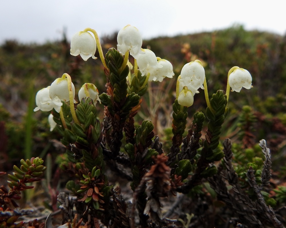 Cassiope tetragona - liekovarpion valkoinen teriö on yhdislehtinen, kellomainen ja nuokkuva. Se on yleensä noin 5-8 mm pitkä ja noin 4-6 mm leveä. Teriössä on 5 leveän kolmiomaista, noin 1-2 mm pitkää kärkiliuskaa. Kuvassa etualalla myös tunturikurjenkanervan, Phyllodoce caerulea versoja. EnL, Enontekiö, Kilpisjärvi, Saana, luoteisrinne lähellä lounaista pahtaseinämää, 750 m mpy, 5.7.2018. Copyright Hannu Kämäräinen.