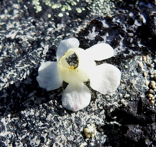Diapensia lapponica - lapinuuvanan teriö on ratasmaisesti yhdiskasvuinen ja kokonaisuutena irtoava. EnL, Enontekiö, Kilpisjärvi, Saana, luoteisrinne lähellä lounaista pahtaseinämää, 720 m mpy, 5.7.2018. Copyright Hannu Kämäräinen.