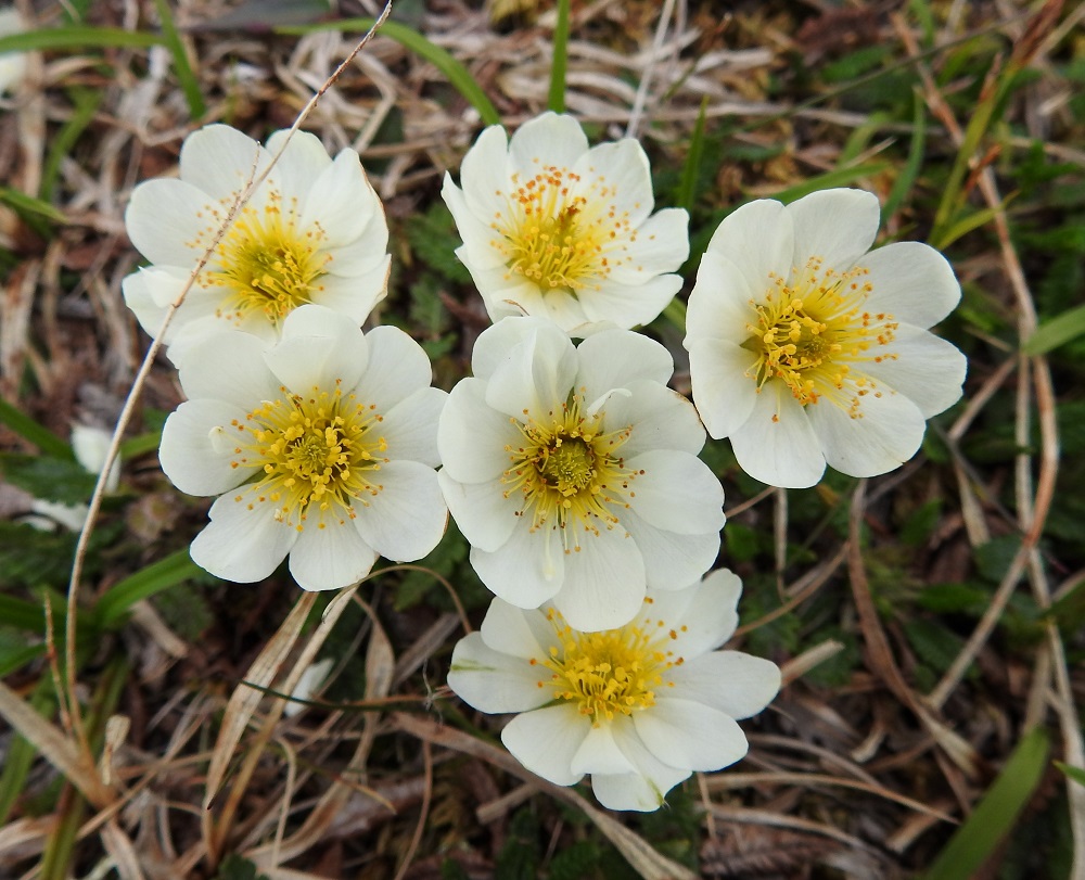 Dryas octopetala - tunturilapinvuokon valkoisen teriön leveys vaihtelee noin välillä 20-40 mm. Terälehdillä on pituutta tavallisesti 8-17 mm ja leveyttä leveimmältä kohtaa noin 5-10 mm. Kuvan keskimmäisessä kukassa on yhdeksän normaalisti kehittynyttä terälehteä ja niiden päällä kolme vajaaksi jäänyttä lehteä. EnL, Enontekiö, Kilpisjärvi, Saana, luoteisrinne lähellä lounaista pahtaseinämää, 745 m mpy, 5.7.2018. Copyright Hannu Kämäräinen.