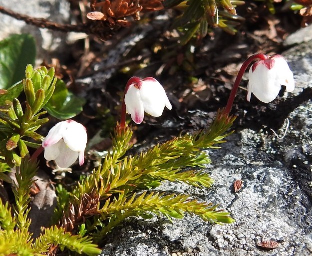 Harrimanella hypnoides (Cassiope hypnoides) - tunturisammalvarpion kukat ovat yksittäin haarojen kärjessä. Kukkaperä on suoraan haaran jatkeena ja kaartuu päästään alaspäin. Se on punainen tai punaruskea ja hienonukkainen sekä tavallisesti 3-10 mm pitkä. EnL, Enontekiö, Kilpisjärvi, Saana, luoteisrinne lähellä lounaista pahtaseinämää, 720 m mpy, 5.7.2018. Copyright Hannu Kämäräinen.