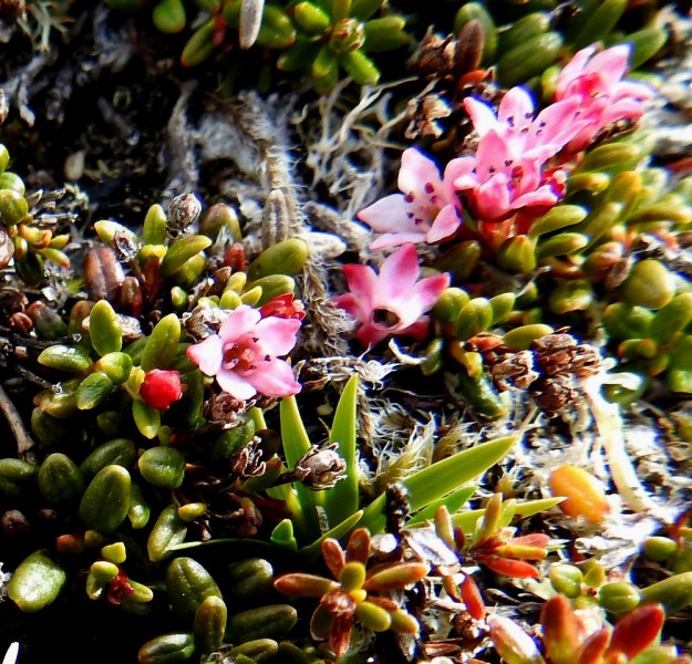 Kalmia procumbens (Loiseleuria procumbens) - sielikön teriö on yhdislehtinen, maljamainen ja tavallisesti noin 4 mm leveä ja 3-3,5 mm pitkä. Kukinnan jälkeen se irtoaa kokonaisena ja lakastumattomana. EnL, Enontekiö, Kilpisjärvi, Saana, luoteisrinne lähellä lounaista pahtaseinämää, 745 m mpy, 5.7.2018. Copyright Hannu Kämäräinen.