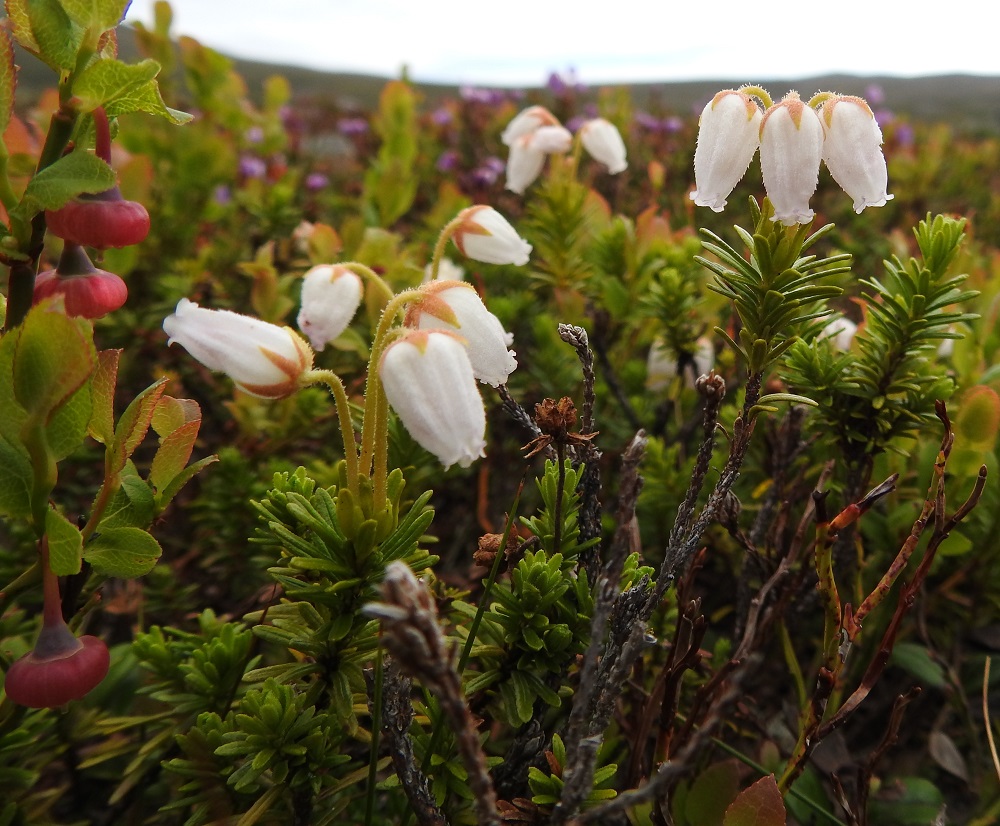 Phyllodoce caerulea - (tunturi)kurjenkanervalla on myös harvinainen valkokukkainen muoto, jolle Ilmari Hiitonen antoi muotonimien kulta-aikana nimeksi f. albiflora. Ominaisuus on periytyvä ja näyttää säilyvän myös sinipunakukkaisten kasvustojen keskellä. Kuvassa myös kukkiva kangasmustikka, Vaccinium myrtillus. EnL, Enontekiö, Kilpisjärvi, Saanan luoteisen alarinteen poikki kohti Saanajärveä vievän polun varsi, paljakkarinteen tunturikangas, 620 m mpy, 6.7.2018. Copyright Hannu Kämäräinen.
