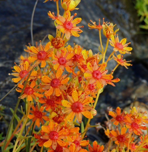 Saxifraga aizoides - kultarikon kukassa terälehdet ja verholehdet ovat tasavertaisina vuorotellen rinnakkain. Tämä ominaisuus tekee kukasta hyvin omannäköisensä ja lisää terälehtien pilkullisuuden sekä sikiäimen ja heteiden värimuuntelun kanssa kukintojen värikirjoa. EnL, Enontekiö, Kilpisjärvi, Saanan lounainen alarinne Käsivarrentien laidassa, lettosuon reunan valuvetinen kivikkorinne, 485 m mpy, 16.7.2013. Copyright Hannu Kämäräinen.