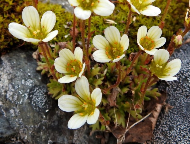 Saxifraga cespitosa - mätäsrikon kukassa on viisi valkoista ja joskus kellanvalkoista tai punertavaa terälehtiä. Ne ovat yleensä soikean vastapuikeat ja pyöreäpäiset sekä useimmiten noin 5-7 mm pitkät ja. vihertäväsuoniset. Heteitä on kymmenen ja emiö on kaksivartaloinen ja -luottinen. Jos hyönteispölytystä ei tapahdu, heteet kääntyvät, kuten kuvassa, kiinni luotteihin ja varmistavat itsepölytyksen. EnL, Enontekiö, Kilpisjärvi, Saanan jyrkkä lounaisrinne, ensimmäisen, matalan pahtaseinämän yläpuolinen kalliojuotti retkeilykeskuksen kohdalla, luonnonsuojelualue, 630 m mpy, 5.7.2018. Copyright Hannu Kämäräinen.