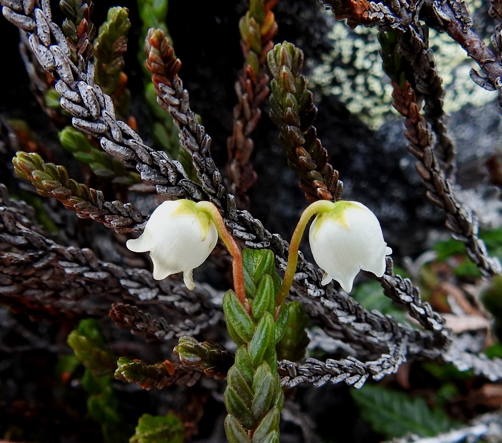 Cassiope tetragona - liekovarpion kukkaperä on yläviisto, päästään alaspäin kaartuva ja kalju. Väriltään se on kellanvihreä tai vaihtelevasti punaruskea. Pituutta on tavallisesti 5-20 mm. Taustalla näkyy lehtien kaari kärjen elävistä lehdistä kuolevien kautta kuolonharmaisiin mutta sitkeästi varressa kiinni pysyviin lehtiin. EnL, Enontekiö, Kilpisjärvi, Saana, luoteisrinne lähellä lounaista pahtaseinämää, 745 m mpy, 5.7.2018. Copyright Hannu Kämäräinen.