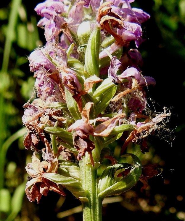 Dactylorhiza baltica - baltiankämmekän kukan sikiäin on perätön, kierteinen, vahvasuoninen ja kalju sekä noin 10 mm pitkä. Kukintoranka ja varsi sen alapuolelta on särmikäs. Varsi on alempaa liereä. 27.6.2020. Copyright Hannu Kämäräinen.