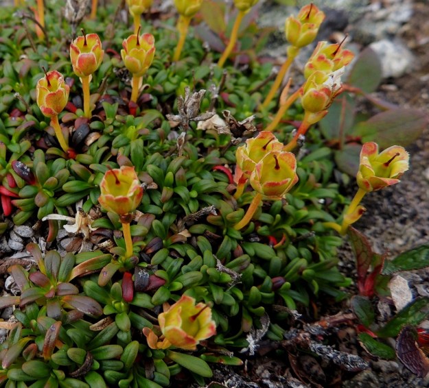 Diapensia lapponica - lapinuuvanan kota on pitkänpyöreä, suippokärkinen ja noin 4-5 mm pitkä sekä monisiemeninen kota, jonka kärjessä säilyy kauan kuivunut emin vartalo. EnL, Enontekiö, Kilpisjärvi, Saana, luoteisrinne lähellä lounaista pahtaseinämää, 760 m mpy, 17.7.2013. Copyright Hannu Kämäräinen.