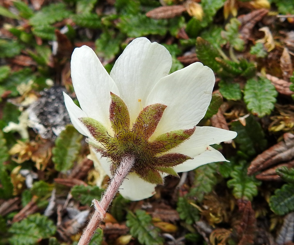 Dryas octopetala - tunturilapinvuokon verhiössä on kahdeksan soikeahkoa ja tavallisesti noin 6-7 mm pitkää liuskaa. Verhiö ja kukkaperä ovat tiheähkösti karvaisia ja nystykarvaisia. Kukkaperässä on kuvan tavoin toisinaan hyvin kapea tai lähes rihmamainen ja noin 2-5 mm pitkä kukintolehti. EnL, Enontekiö, Kilpisjärvi, Saana, luoteisrinne lähellä lounaista pahtaseinämää, 745 m mpy, 5.7.2018. Copyright Hannu Kämäräinen.
