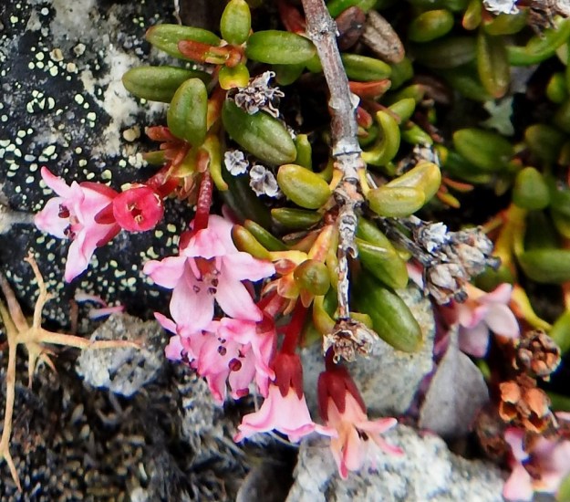 Kalmia procumbens (Loiseleuria procumbens) - sielikön kukkaperä on suoraan versohaaran jatkeena. Se on punainen tai punaruskea ja kalju sekä tavallisesti 2-5 mm pitkä. Tyveltään yhdiskasvuisia verholehtiä on viisi. Ne ovat kapeanpuikeat tai -kolmiomaiset ja kaljut sekä punaruskeat. Pituutta niillä on noin 2-2,5 mm ja leveyttä leveimmältä kohtaa noin 1 mm. EnL, Enontekiö, Kilpisjärvi, Saana, luoteisrinne lähellä lounaista pahtaseinämää, 745 m mpy, 5.7.2018. Copyright Hannu Kämäräinen.