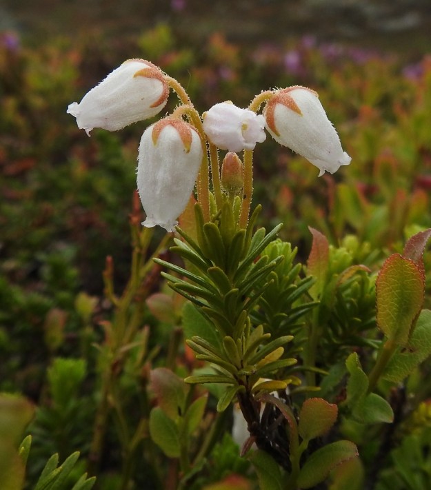 Phyllodoce caerulea - (tunturi)kurjenkanervan valkokukkaiselta muodolta puuttuu punaväri versorangasta, kukkaperistä ja verholehdistä. Myös lehdet ovat yleensä vaaleamman vihreät. EnL, Enontekiö, Kilpisjärvi, Saanan luoteisen alarinteen poikki kohti Saanajärveä vievän polun varsi, paljakkarinteen tunturikangas, 620 m mpy, 6.7.2018. Copyright Hannu Kämäräinen.