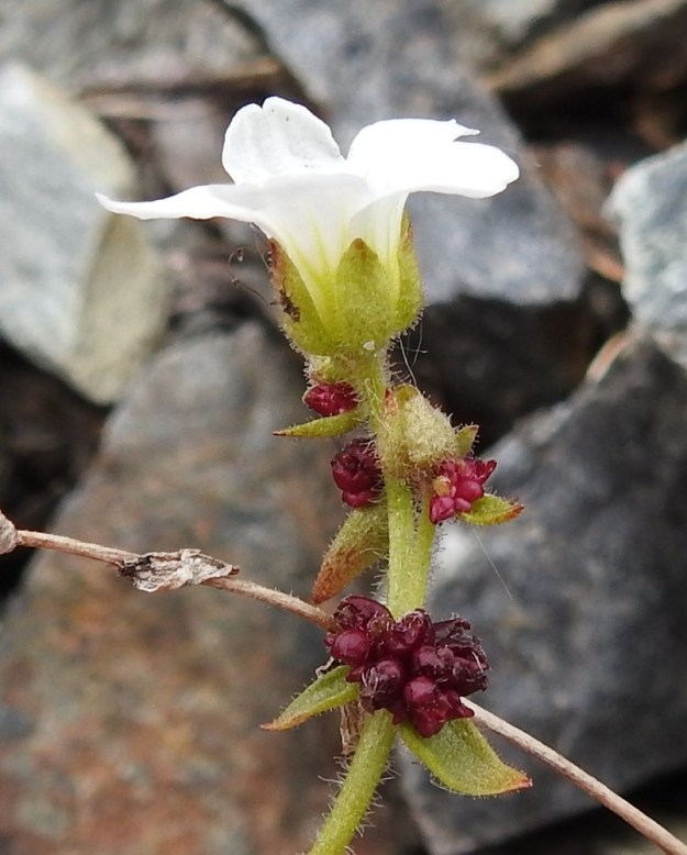 Saxifraga cernua - nuokkurikon kaksilokeroiseen kotaan kehittyy harvoin itämiskykyisiä siemeniä. Laji säilyy ja leviää valtaosin kasvullisesti itusilmujen avulla. Kukan verholehdet ovat tavallisesti soikeat tai leveänsoikeat ja yleensä noin 3-3,5 mm pitkät. Terälehdet ovat useimmiten niitä noin 2,5-3 kertaa pitemmät. Varsien yläosat ja niiden lehdet sekä kukkaverhiöt ovat tiheästi nystykarvaiset. EnL, Enontekiö, Kilpisjärvi, Saanan jyrkkä, kivikkoinen koillisrinne pahtaseinämän alapuolella, Saanajärven luoteisosan kohdalla, 745 m mpy, 6.7.2018. Copyright Hannu Kämäräinen.
