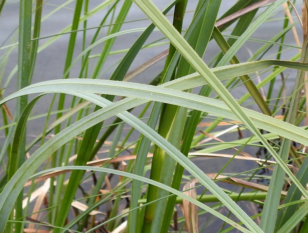 Cladium mariscus - isotaarnan lehtien laidat ja alapinnan keskisuoni ovat pienten, tiheässä olevien väkästen vuoksi viiltävän terävät. 12.7.2019. Copyright Hannu Kämäräinen.