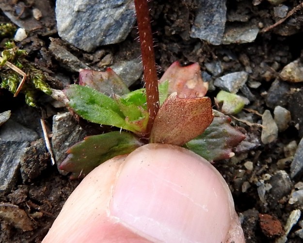 Micranthes foliolosa (Saxifraga foliolosa) - iturikon ruusukelehtien alapinta on kaljuhko tai harvakarvainen. EnL, Enontekiö, Kilpisjärvi, Saanan jyrkkä koillisrinne vähän pahdan pään ja Saanajärven luoteispuolella, 800 m mpy, 6.7.2018. Copyright Hannu Kämäräinen.