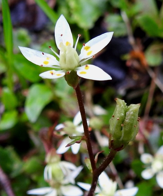 Micranthes stellaris (Saxifraga stellaris) - tähtirikon kota on kaksiosainen ja kalju sekä tavallisesti noin 7-8 mm pitkä ja noin 5-6 mm paksu. Verholehdet ja heteet jäävät ja kuivuvat kodan tyvelle ja ympärille. Kuvan kukassa kiinnittää huomiota emiön lähes valkoinen värittömyys. EnL, Enontekiö, Kilpisjärvi, Saanan Kilpisjärveen päättyvä, läntinen alarinne Käsivarrentien koillispuolella, tunturikoivikon puro sodan muistomerkkipolun varressa, 490 m mpy, 8.7.2018. Copyright Hannu Kämäräinen.