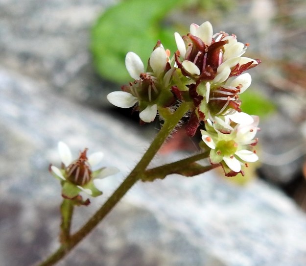 Micranthes tenuis - lumirikko vai M. nivalis - pahtarikko? Kun huomio kiinnitetään edellisessä kuvassa olleen yksilön kukinnon latvaan, nähdään, että siinä on tiiviinä ryhmänä useita hyvin lyhytperäisiä kukkia. Lisäksi kuvassa näkyvät varren pitkät hapsikarvat. Näin ollen hämäävä ensivaikutelma kääntyykin varmuudeksi - kyseessä on selvä pahtarikko. EnL, Enontekiö, Kilpisjärvi, Iso-Mallan eteläinen alarinne, Kitsijoen Kitsiputouksen seinämärinne, 655 m mpy, 9.7.2018. Copyright Hannu Kämäräinen.