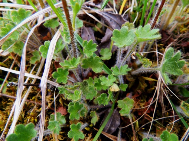 Saxifraga granulata - papelorikon varsien alaosa, lehtiruodit ja monesti myös tyvilehtien lapa ovat nystykarvoituksen lisäksi pitkähapsiset. Tyvilehtien laita on usein poimulehtimäisesti pyöreäliuskainen. A, Lemland, Styrsön ja Nåtön välinen pieni Rödgrundet-saari, jonka maantie lävistää, tienlaitaketo, YKJ 27.5.2013. Copyright Hannu Kämäräinen.