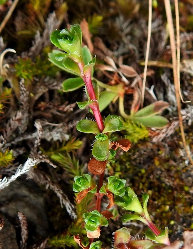 Saxifraga oppositifolia - sinirikon lehdet ovat talvehtivat, möyheät ja ruodittomat sekä väriltään vihreät tai sinivihreät. Niiden malli on pitkulainen tai hieman vastapuikea. Laita on ehyt ja ripsireunainen. Pituutta lehdillä on tavallisesti noin 3-5 mm ja leveyttä leveimmältä kohtaa noin 1,5-2 mm. 6.7.2018. Copyright Hannu Kämäräinen.