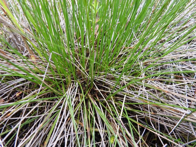Schoenus ferrugineus - ruskoruosteheinän mättään tyvi on tiivis ja vanhojen varsien ryydittämä. Lehtiä ei ainakaan nopeammalla vilkaisulla näy missään. Ks, Kuusamo, Käylä, Oulangan kansallispuisto, Rytilampi, rantasuo, 10.7.2019. Copyright Hannu Kämäräinen.