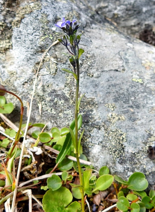 Veronica alpina subsp. alpina - pulmuntunturitädykkeen kukkaperät pitenevät jonkin verran kukinnan jälkeen, mutta pysyvät yleensä tukilehteään lyhyempinä. Kuvassa kukinnon alalaidan kodat ovat vasta kehityksensä alkuvaiheessa. EnL, Enontekiö, Kilpisjärvi, Saanajärven luoteispäässä oleva harjannealue, järveen laskeva, jyrkähkö paljakkarinne, 720 m mpy, 6.7.2018. Copyright Hannu Kämäräinen.