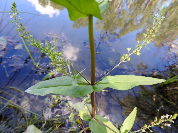 Veronica anagallis-aquatica - konnantädykkeen varsi on mehevä, liereä ja kalju. Lehdet ovat vastakkaiset ja alimmat niistä joskus lyhytruotiset, muuten ruodittomat ja ylempänä lähes sepivät. Ne ovat kaljut ja malliltaan leveänsuikeat tai kapeanpuikeat. Pituutta lehdillä on latvaa lukuun ottamatta tavallisesti noin 5-8 cm ja leveyttä leveimmältä kohtaa noin 1-2,5 cm. ES, Kouvola, Kullasvaara, Kotkan valtatien itäpuoli, rata-alueen pohjoispuolella oleva oja ja sen hulevesialtaat, 10.7.2020. Copyright Hannu Kämäräinen.