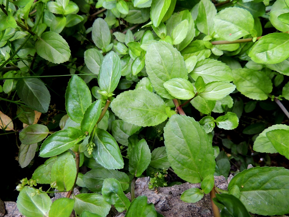Veronica beccabunga - ojatädykkeen lehdet ovat vastakkaiset. Lehtilapa on malliltaan pitkänpyöreä tai puikeahko. EH, Kouvola, Kuusankoski, Kymintehdas, ent. rautavaraston seinustan vesikanava, 1.8.2015. Copyright Hannu Kämäräinen.