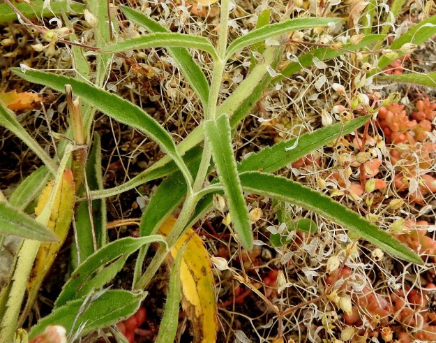 Veronica spicata - tähkätädykkeen varsi on vihreä, kuvan tavoin harmaanvihreä tai punertava. Varsilehdet ovat vastakkaiset ja ruodilliset. Ruoti on kouruinen, karvainen ja ylöspäin lyhenevä niin, että ylimmissä lehdissä se voi olla vain 2-3 mm pitkä. A, Eckerö, Käringsundby, rantakallioketo Käringsundsvägenin varrella, 9.7.2017. Copyright Hannu Kämäräinen.