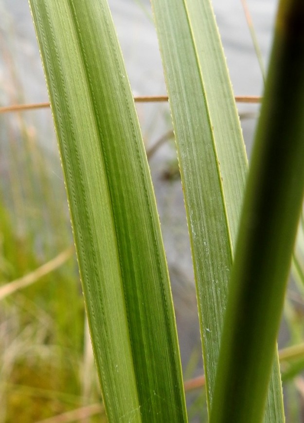 Cladium mariscus - isotaarnan lehdet ovat vihreät tai ainakin alta harmaanvihreät, kovat ja jossain määrin kourut sekä tavallisesti noin 6-12 mm leveät. 12.7.2019. Copyright Hannu Kämäräinen.