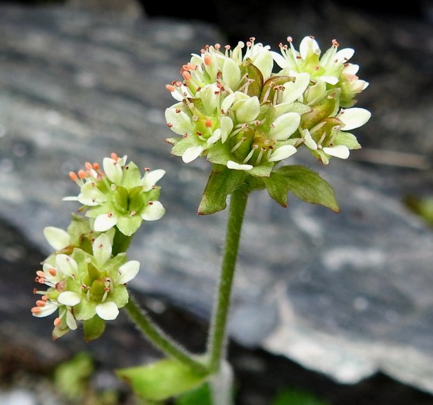 Micranthes nivalis (Saxifraga nivalis) - pahtarikon terälehdet ja verhiönliuskat ovat yleensä aika pystyasentoiset. Hedelmävaiheeseen siirtymässä olevien kukkien terälehdet ovat vielä paikallaan eivätkä ole yhtään punertuneet. Tämä ominaisuus ei näytä ainakaan tämän kuvasarjan perusteella olevan kovin yleistä. Emin vartalot ovat paisuneet tulevan kodan sarviksi ja kääntyneet selvästi ulospäin. EnL, Enontekiö, Kilpisjärvi, Iso-Mallan eteläinen alarinne, Kitsijoen Kitsiputouksen seinämärinne, 655 m mpy, 9.7.2018. Copyright Hannu Kämäräinen.