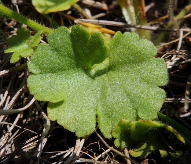 Saxifraga granulata - papelorikon tyvilehtien lapa on munuaismainen tai pyöreähkö ja herttatyvinen sekä tavallisesti noin 10-15 mm leveä ja noin 8-12 mm pitkä. Pyöreähköjen laitaliuskojen lisäksi reuna voi olla myös kuvan tavoin tasapäisesti nyhäinen. Sund, Bomarsund, Notviksbasen-niemi, Notvikstornetin raunion viereiset kallioketorinteet, 28.5.2013. Copyright Hannu Kämäräinen.