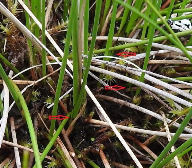 Schoenus ferrugineus - ruskoruosteheinän tyvilehtien havaitseminen vaatii tarkkaavaisuutta ja suon pintaan kyyristymistä mahdollisista sääski- ja mäkäräparvista huolimatta. Lehdet ovatkin pienet. Niiden tuppi on noin 30 mm pitkä ja se jää tyvelle piiloon. Lehtilapa on jäykkä, äimämäinen ja teräväkärkinen sekä yleensä vain 5-20 mm pitkä. Kuvan nuolet helpottavat lehtien havaitsemista. Ks, Kuusamo, Käylä, Oulangan kansallispuisto, Rytilampi, rantasuo, 10.7.2019. Copyright Hannu Kämäräinen.