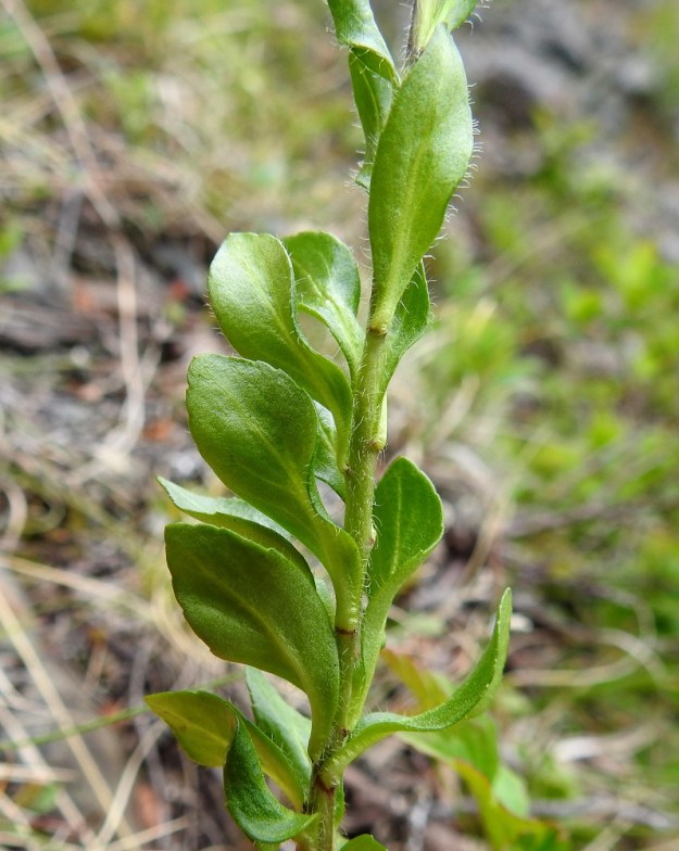 Veronica alpina subsp. alpina - pulmuntunturitädykkeen lehdet ovat ruodittomat tai lyhytruotiset ja malliltaan soikeat tai puikeahkot ja varren yläosassa usein suikeat. Ne ovat laidoiltaan ripsikarvaiset, mutta muuten lehtipinnat ovat yleensä kaljuhkot. Laidat ovat ehyet tai matalahampaiset. Pituutta lehdillä on tavallisesti noin 10-30 mm ja leveyttä leveimmältä kohtaa noin 3-12 mm. EnL, Enontekiö, Kilpisjärvi, Saanan lounaisrinne, ensimmäisen, matalan pahtaseinämän tyven jyrkkä tunturikoivikkorinne retkeilykeskuksen kohdalla, 585 m mpy, 5.7.2018. Copyright Hannu Kämäräinen.