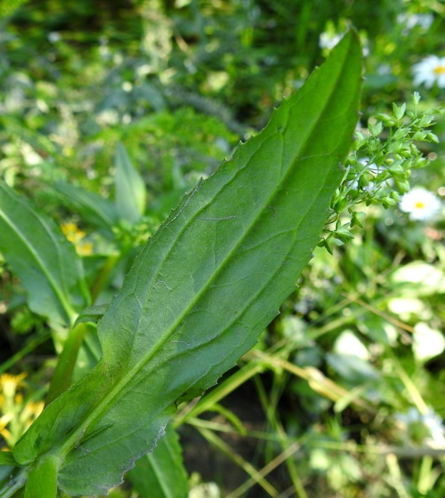 Veronica anagallis-aquatica - konnantädykkeen lehdet ovat alta kohosuoniset. Lehtilaita on enemmän tai vähemmän epäsäännöllisesti hampainen. ES, Kouvola, Kurvi, Suursuonoja Valkealanväylän itäpuolella, 23.7.2018. Copyright Hannu Kämäräinen.