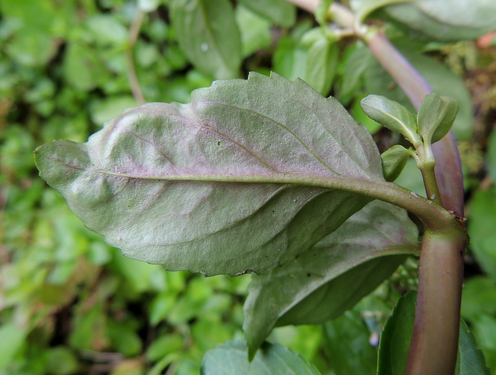 Veronica beccabunga - ojatädykkeen lehdet ovat hieman möyheät ja alta usein harmaanvihreät. Lehtiruoti on paksuhko ja yleensä noin 3-10 mm pitkä. EH, Kouvola, Kuusankoski, Kymintehdas, ent. rautavaraston seinustan vesikanava, 1.8.2015. Copyright Hannu Kämäräinen.