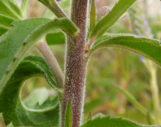 Veronica spicata - tähkätädykkeen varsi on tiheään karvainen ja nystykarvainen. A, Eckerö, Käringsundby, rantakallioketo Käringsundsvägenin varrella, 9.7.2017. Copyright Hannu Kämäräinen.