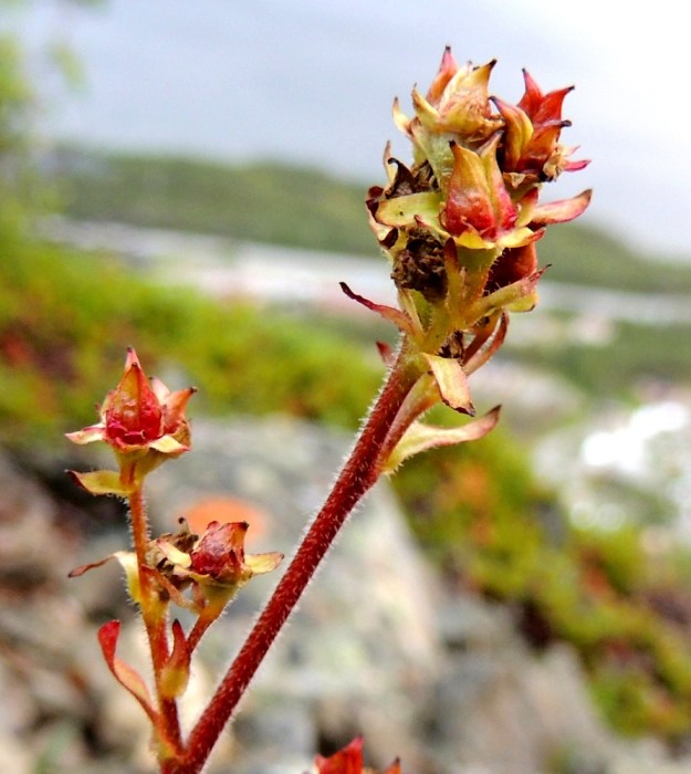 Micranthes nivalis (Saxifraga nivalis) - pahtarikon kota on kaksiosainen, kalju ja tavallisesti noin 4-5 mm pitkä. Kodan sarvet kaartuvat ulospäin paljastaen sisäsauman (kuvan oikea yläkulma), josta kodan puoliskot avautuvat. Verholehdet ja heteet jäävät ja kuivuvat kodan tyvelle ja ympärille. EnL, Enontekiö, Kilpisjärvi, Saanan jyrkkä lounaisrinne, rikkonainen, osin valuvetinen kalliorinne retkeilykeskuksen kohdalla, luonnonsuojelualue, 620 m mpy, YKJ 16.7.2013. Copyright Hannu Kämäräinen.