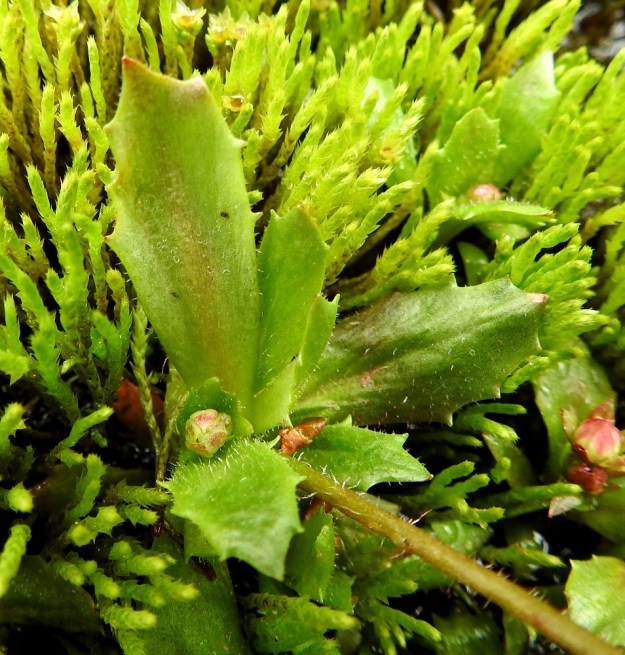 Micranthes stellaris (Saxifraga stellaris) - tähtirikon lehdet ovat nahkeat, vastapuikeat tai soikeat ja kärjestään terävähköhampaiset sekä tavallisesti noin 10-30 mm pitkät ja leveimmältä kohtaa noin 5-10 mm leveät. Niiden yläpinta ja reuna ovat hapsi- ja nystykarvaiset. Myös vanan alaosassa on seassa runsaahkosti hapsikarvoja. EnL, Enontekiö, Kilpisjärvi, Saanan Kilpisjärveen päättyvä, läntinen alarinne Käsivarrentien koillispuolella, tunturikoivikon puro sodan muistomerkkipolun varressa,  490 m mpy, 8.7.2018. Copyright Hannu Kämäräinen.